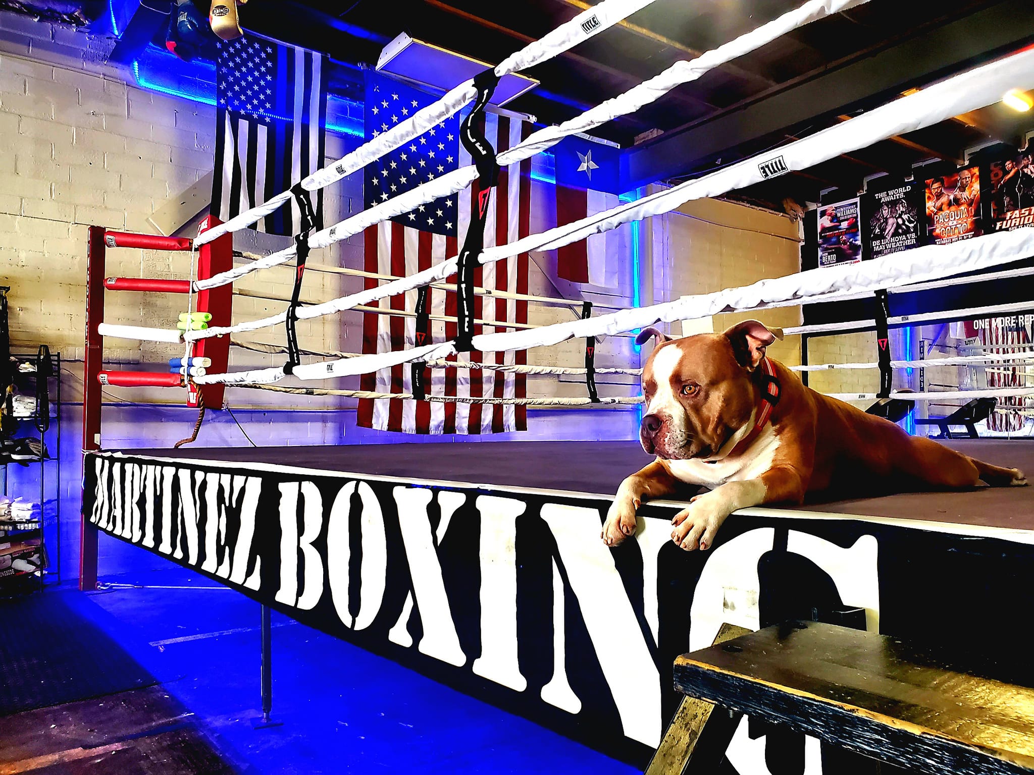 Martinez Boxing Gym Dog Chunk